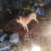 سگ سرابی|سگ|حسن آباد, |دیوار