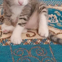 واگذاری بچه گربه