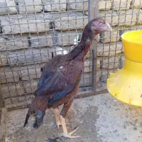 لاری نسل ظمانتی قابل استعلام|حیوانات مزرعه|چالدران, |دیوار