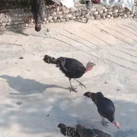 بوقلمون