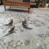 جوجه عروس هلندی دو ماهه آماده حرف زدن