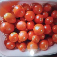 گوجه فرنگی