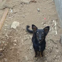 یک عدد سگ بوجی نر|سگ|برازجان, |دیوار