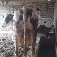 گاو شیری جوان با گوساله سیمینتال