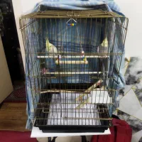 جفت مولد سخنگو عروس هلندی