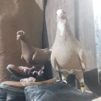 دو جفت پلنگ سرخ