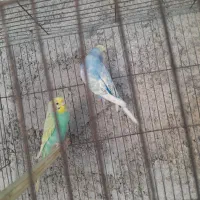 مرغ عشق رینبو|پرنده|چغادک, |دیوار