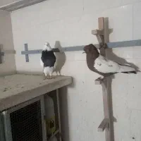 کفتر سینه سرخ نر وطوق سیاه نر|پرنده|صدرا-فارس, فاز ۲|دیوار