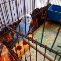 مرغ عشق ماده تخم گذار