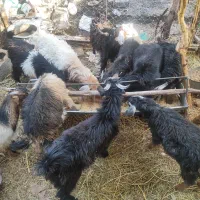 گوسفند (کره)