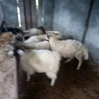 بره نره چاق چله کاملا سالم واورگانیک