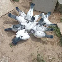 کبوتر کله دم سبز