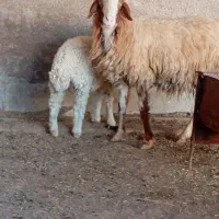 گوسفند بره میش بز