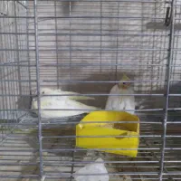 عروس هلندی با جوجه