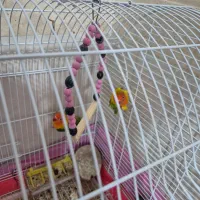 کتوله برزیلی|پرنده|زرند, |دیوار