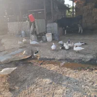 اوردک خارجی ، جوجه