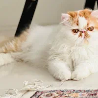 پرشین نر / جفت یابی