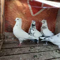 کبوتر کله دم سبز.شازده