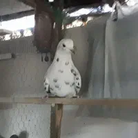 کفتر خال پیس|پرنده|تهران, کیانشهر|دیوار