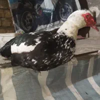 اردک اسرائیلی نر