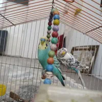 مرغ عشق نر دستی