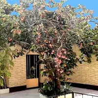 فروش مسکونی ویلایی بازسازی شده ردان|فروش خانه و ویلا|اصفهان, ردان|دیوار