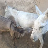 شیر خر یا الاغ|خوردنی و آشامیدنی|بهمن صغاد, |دیوار