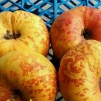 پیش فروش نهال هلو انجیری پلنگی