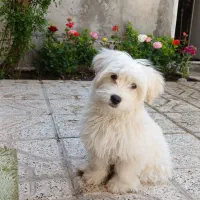 توله سگ میکس شیتزو مالتیز سفید نر