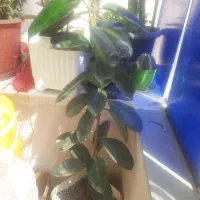 گل های آپارتمانی