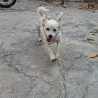 سگ پاکوتاه.سگ|سگ|اسدآباد, |دیوار