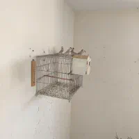 فنچ نرگسی شکلاتی