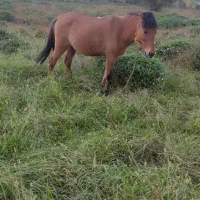 فروش اسب باری و سواری|اسب و تجهیزات اسبسواری|واجارگاه, |دیوار