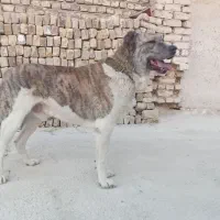 واگذاری سگ نگهبان