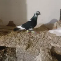 کبوتر