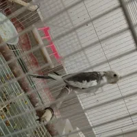 عروس هلندی البینو دوکت نر|پرنده|جوین, |دیوار