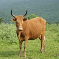 گاو و گوساله لیشه شراکت