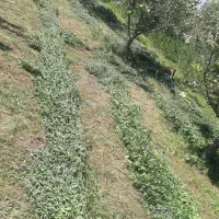 علف زنی باغات