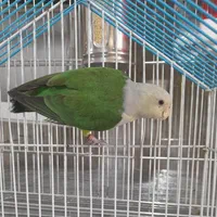 طوطی ماداگاسکار رام و دستی کوچیک ترین طوطی|پرنده|خاوران, |دیوار