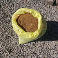 بذر یونجه محلی تضمینی