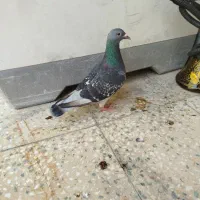 جفت پلاکی ماده جان آردن نربلژیک