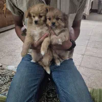 توله پامرین ۹۰ روزه