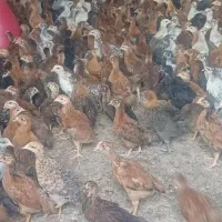 جوجه مرغ دورگ و محلی سالم واکسن خورده|حیوانات مزرعه|شیراز, رکن‌آباد|دیوار