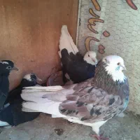 کفتر جوجه
