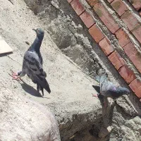 دو عدد جوجه پلاکی|پرنده|بافت, |دیوار