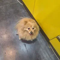 واگذاری/پامر نر۲ساله