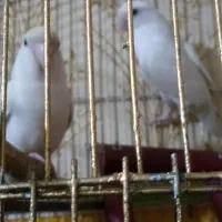طوطی برزیلی|پرنده|شیراز, سلطان آباد|دیوار