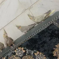 چهار عدد عروس هلندی|پرنده|آبیک, |دیوار