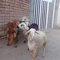 ۴عدد شک عروسک|حیوانات مزرعه|نهاوند, |دیوار