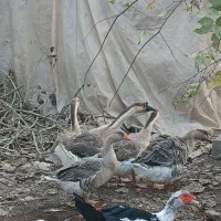 قوغاز|حیوانات مزرعه|آستانه اشرفیه, |دیوار